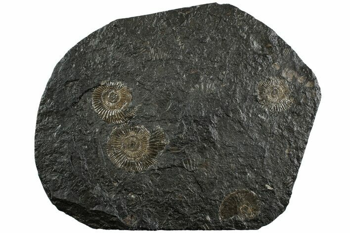 Dactylioceras Ammonite Cluster - Posidonia Shale, Germany #228030